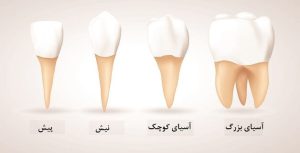 Baby Tooth Eruption Chart