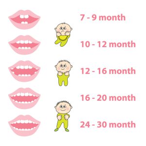 Baby Tooth Eruption Chart