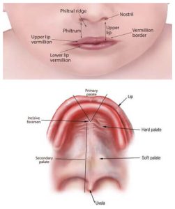 Anatomy of the lip and palate
