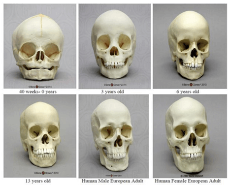 How the jaw and face grow from birth to adulthood