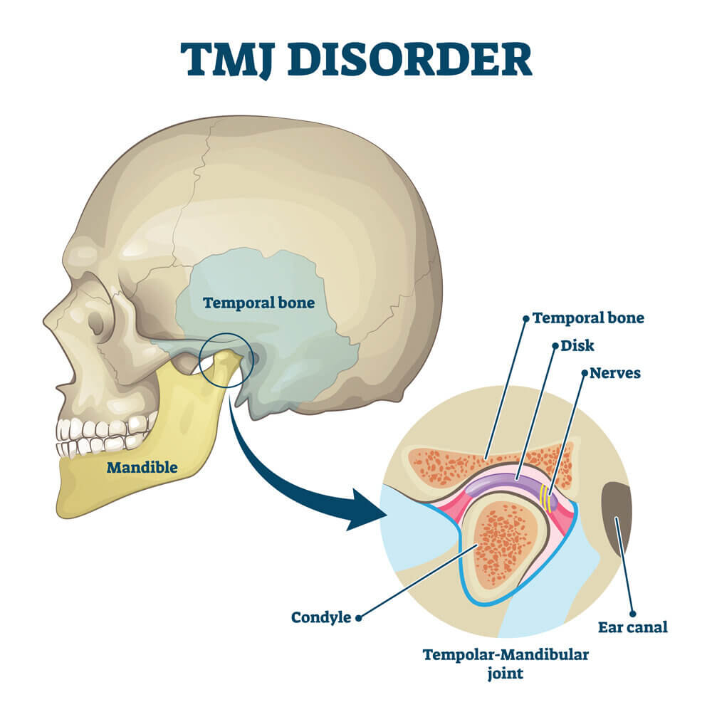 TMJ+Anatomy