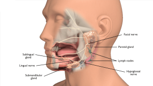 Salivary glands