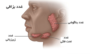 Salivary glands under the jaw