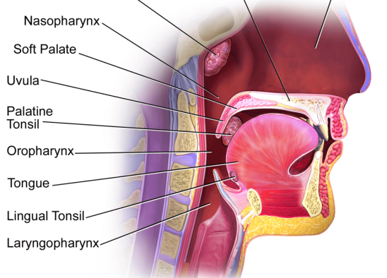 TonsilsThroat Anatomy-The third tonsil and the problems it can cause in orthodontics