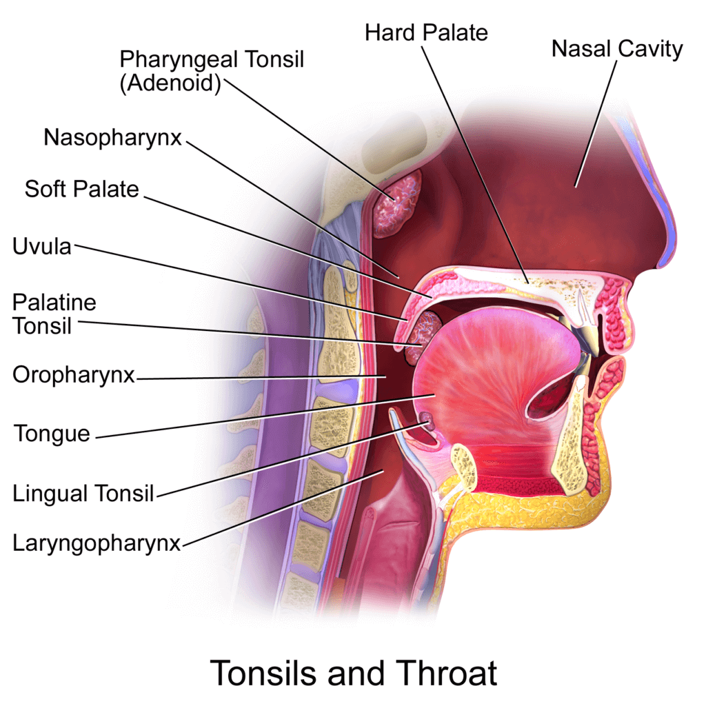 TonsilsThroat Anatomy-The third tonsil and the problems it can cause in orthodontics