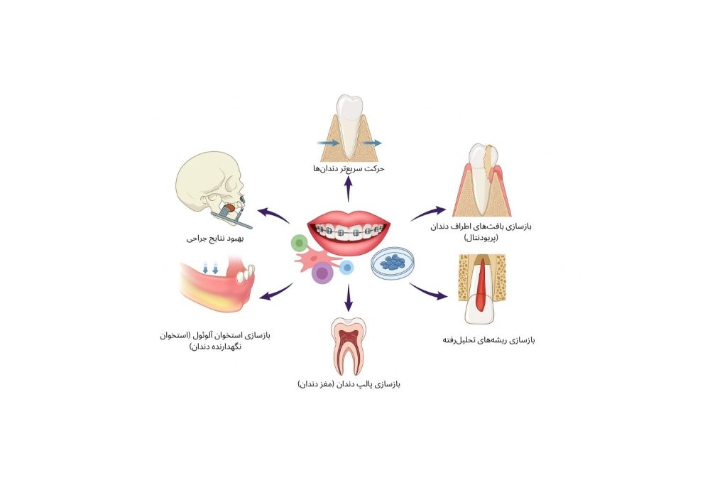 بازسازی بافت‌ها و ساختارهای دندانی در درمان ارتودنسی، شامل حرکت سریع‌تر دندان‌ها، بازسازی بافت‌های پریودنتال، استخوان آلوئول و پالپ دندان